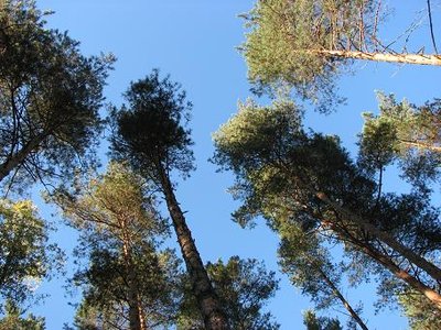 IMG_1498.jpg