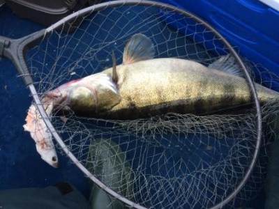 у пойманной рыпки изо рта еще одна выпала, где то на 800гр