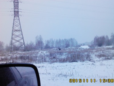 Лось_2015.jpg