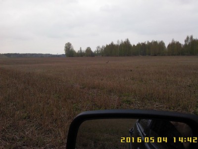 гусь.jpg