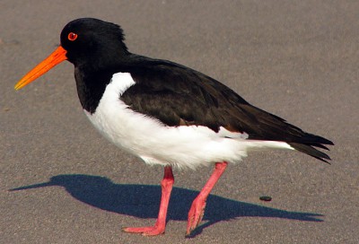 kulik-soroka-daljnevostochnyi-podvid-haematopus-ostralegus-.jpg