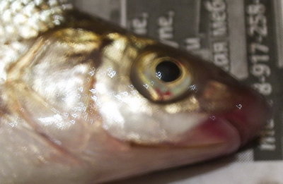 Unknown-Fish-2.jpg