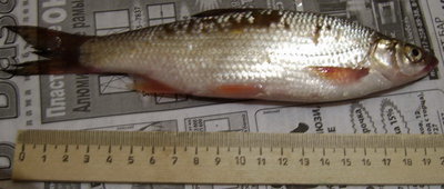 Unknown-Fish-1.jpg