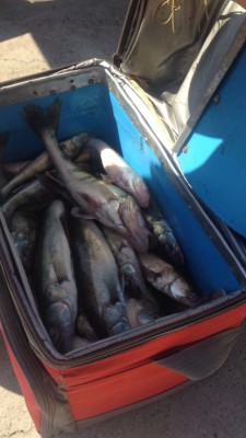 IMG-20160813-WA0003.jpg