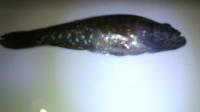 IMG-20160824-WA0000.jpg