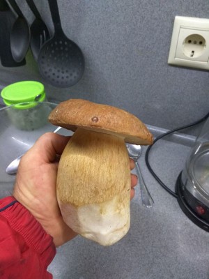 трофей