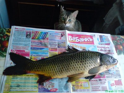 Сазанчик