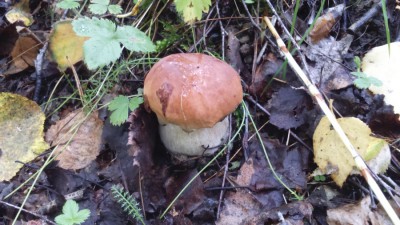 DSC_0732.jpg
