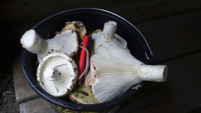 DSC_0762.jpg
