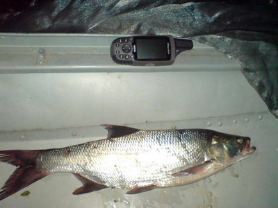 DSC03010_sm.jpg