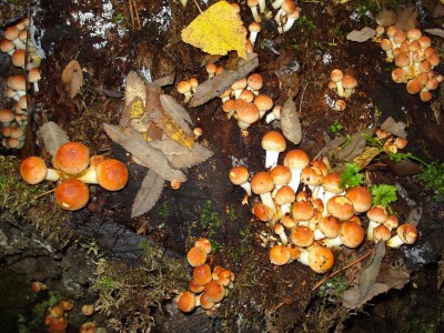 DSC00037.JPG