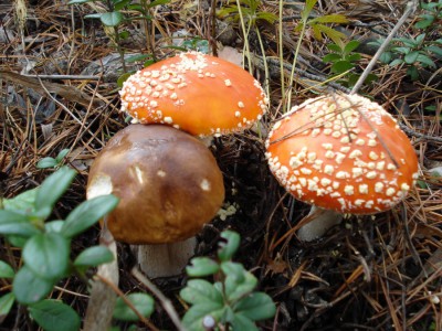 DSC00062.jpg