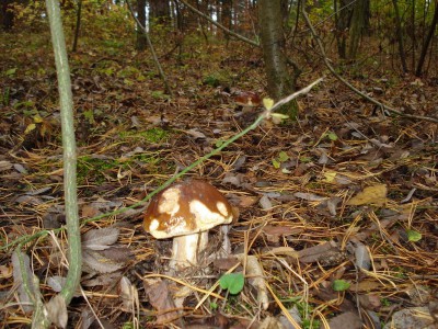 DSC00052.jpg