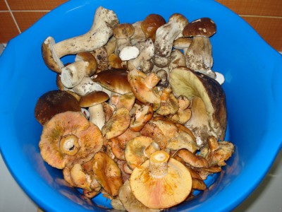 DSC00089.jpg