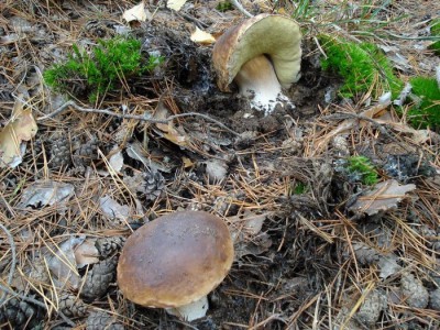 DSC00085.jpg