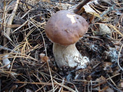 DSC00082.jpg