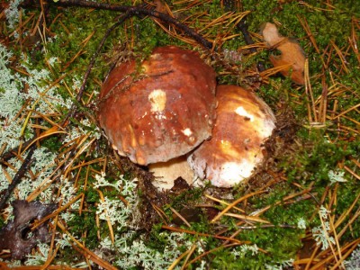 DSC00103.JPG