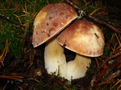 DSC00102.JPG