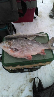 IMG-20161225-WA0002.jpg