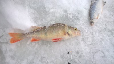 WP_20170111_10_00_19_Pro.jpg