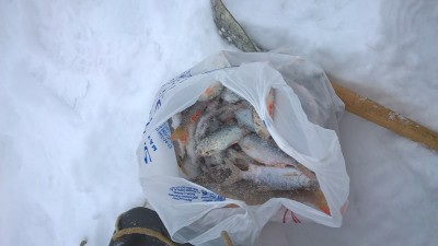 WP_20170111_14_19_37_Pro.jpg