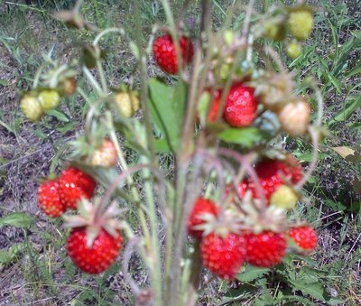 06062010131.jpg