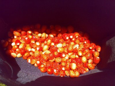 06062010133.jpg