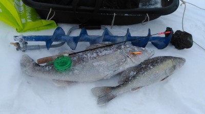 Вот такие рыбки