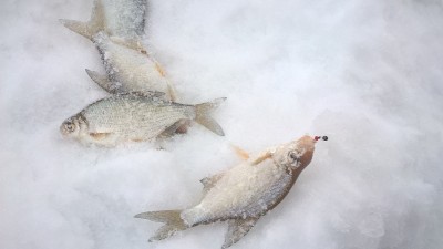 WP_20170201_14_28_53_Pro.jpg