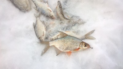 WP_20170201_15_06_23_Pro.jpg