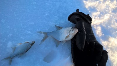 WP_20170203_14_19_57_Pro.jpg