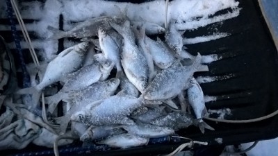 WP_20170203_16_43_28_Pro.jpg