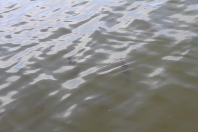 IMG_2608.JPG