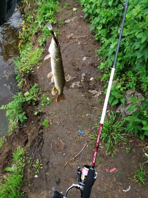 20170617_083509_1.jpg