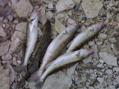 19062010272.jpg