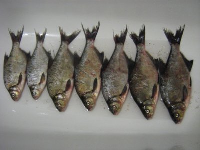 IMG_2112.jpg