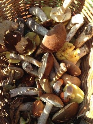 IMG-20170917-WA0016.jpg