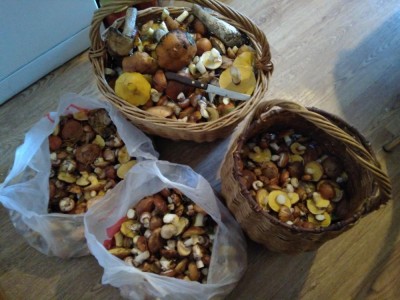 Маслята.jpg