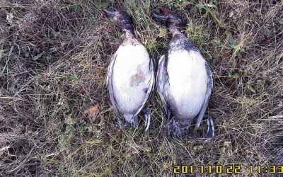 Чернеть хохлатая
