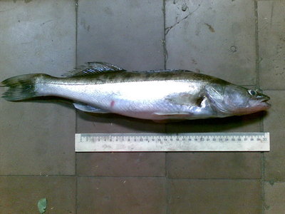 6-27.06.2010.1jpg.jpg