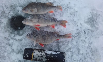 20150329_101223    2.jpg