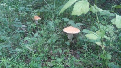 20180728_083342.jpg