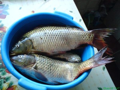 Вот такая парочка