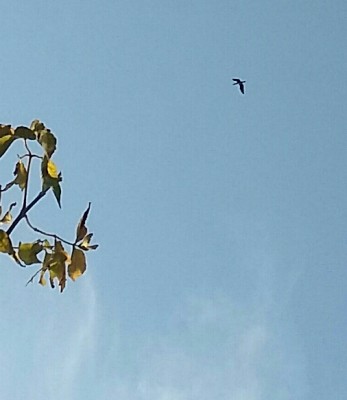 20190914_153443-1-1-1.jpg