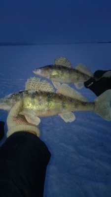 IMG-20201213-WA0049.jpeg