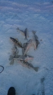 IMG-20201213-WA0047.jpeg