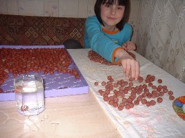 ~ 550 - 600 штук, калибром от 12 до 22 мм.за 2.5-3 часа одним человеком.