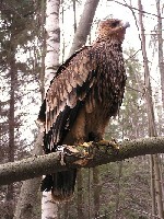 орел