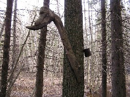дух леса оберегающий нас и наш бивак