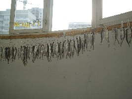P3130001.JPG